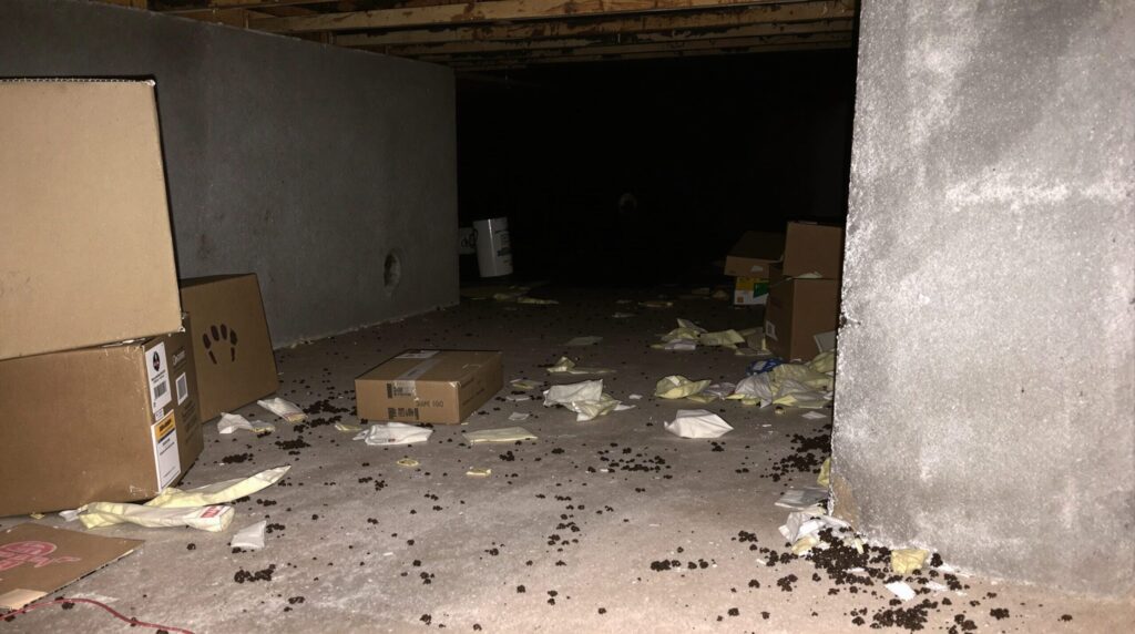 ratten im keller anzeichen