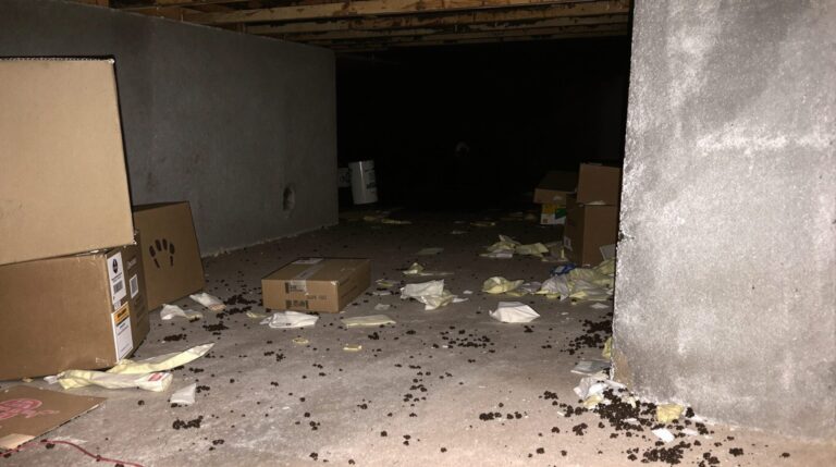 ratten im keller anzeichen